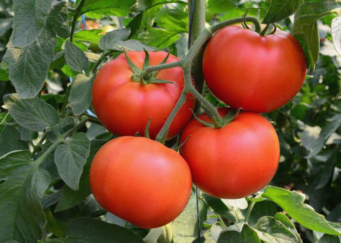 помидоры семена какие лучше