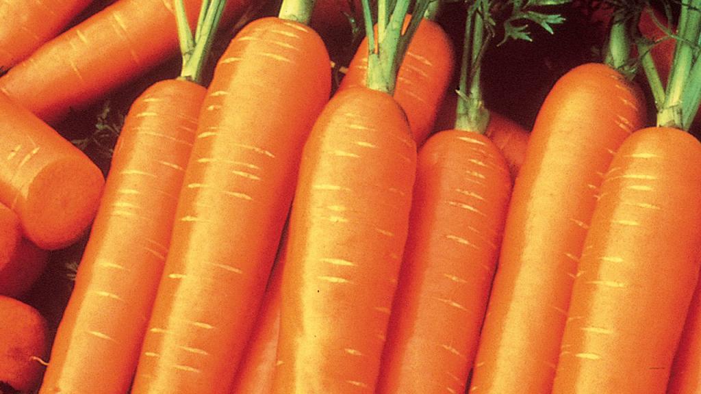 сбор моркови