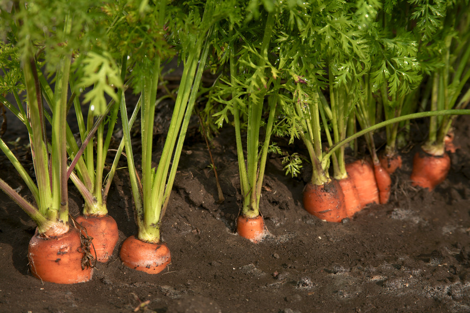 как растет морковь