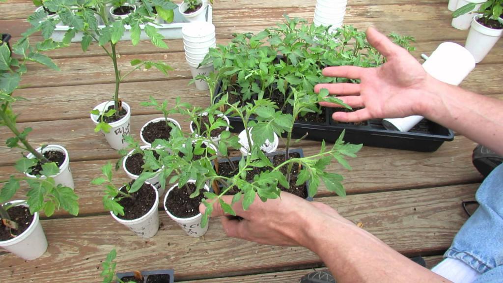 Как пасынковать помидоры в открытом грунте пошаговое описание с фото пошагово