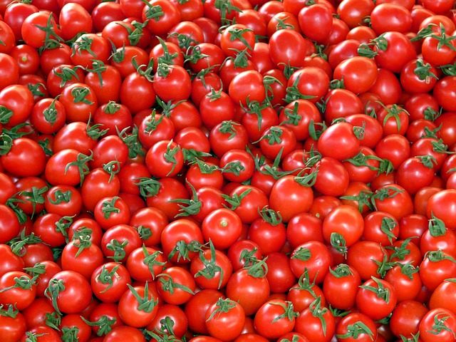 сбор томатов