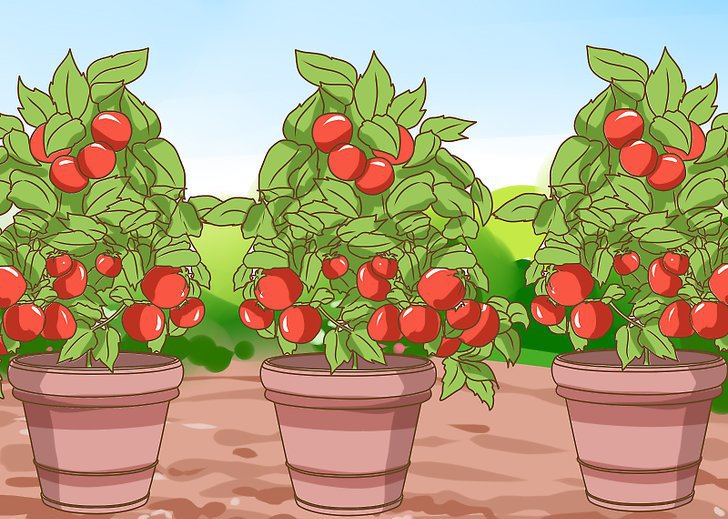 выращивание томатов на подоконнике