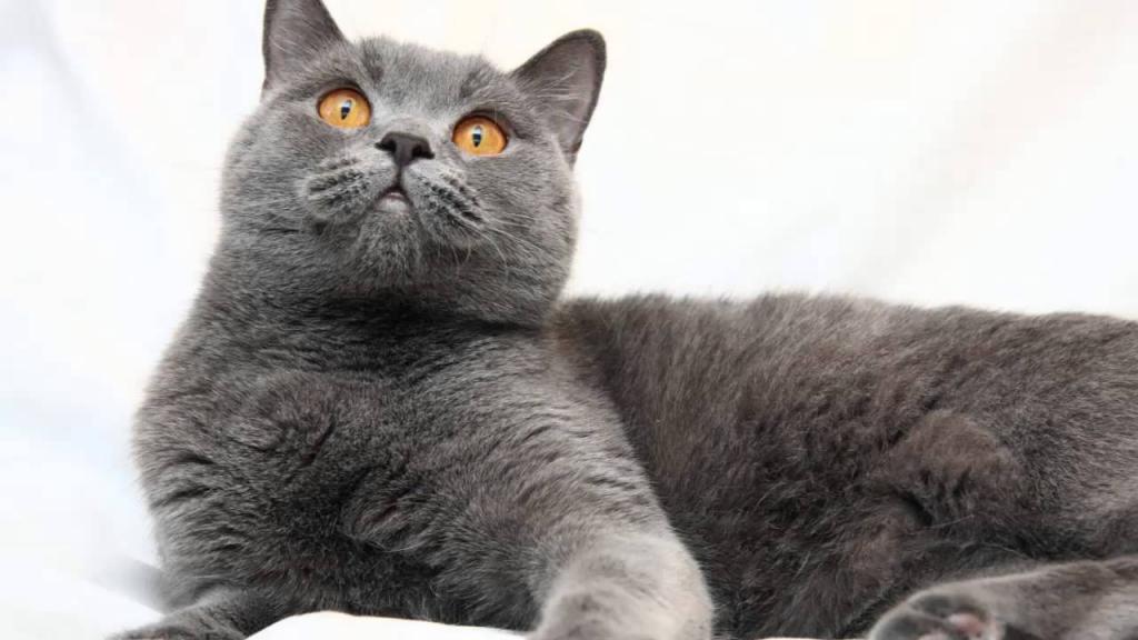 Порода кошек британская голубая фото и описание