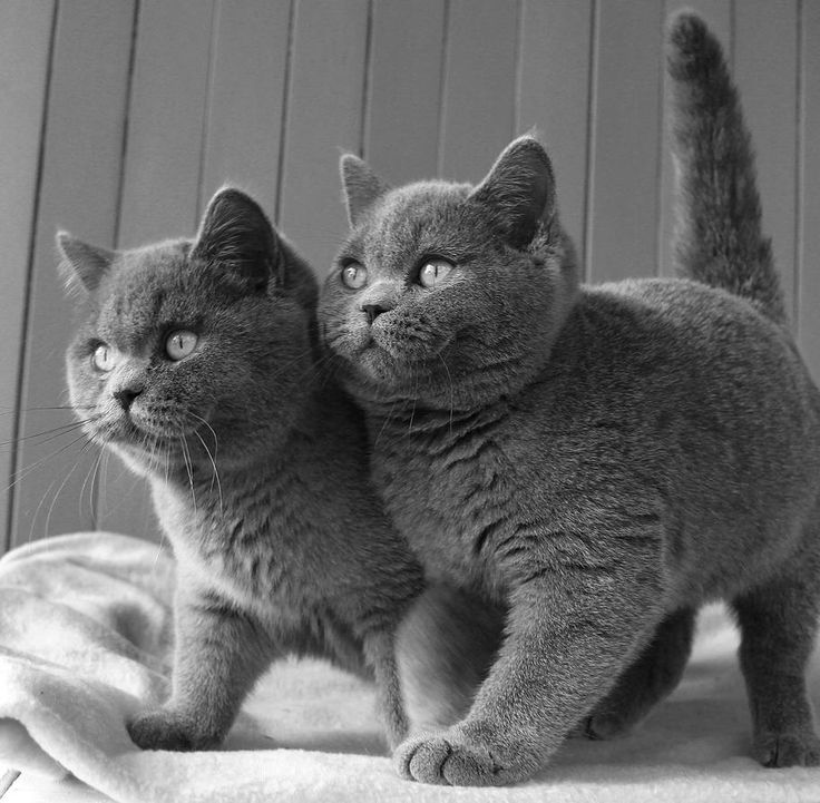 британские голубые котята