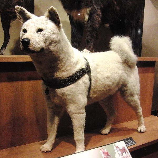 Hachiko Remains