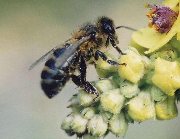 бурзянская пчела
