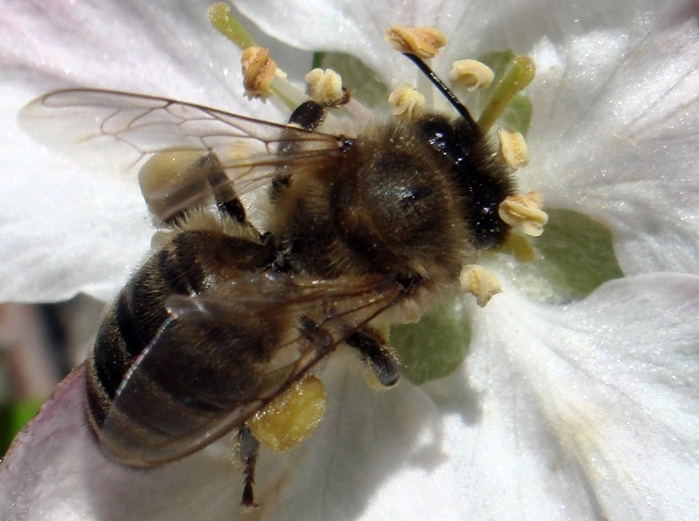 башкирская пчела