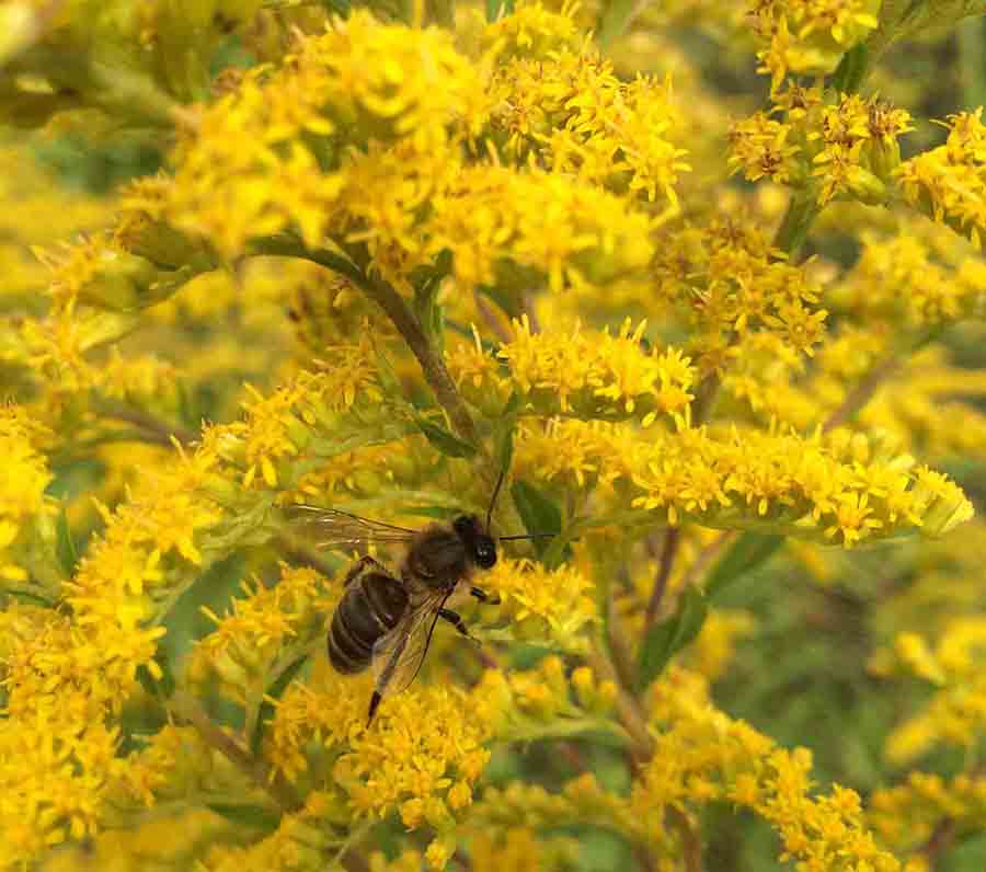 описание башкирской пчелы