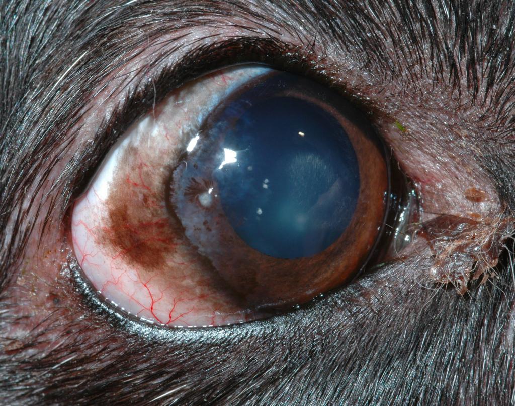 types of keratitis in dogs