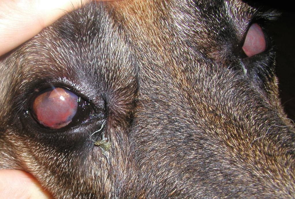 why keratitis is dangerous for a dog