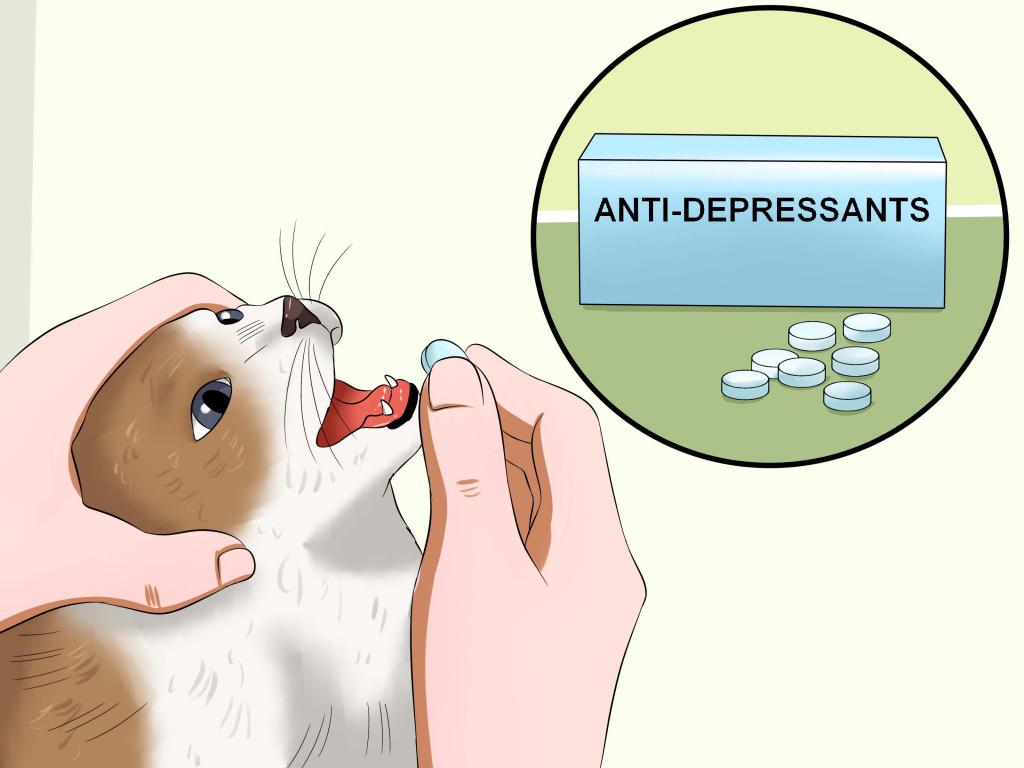 как дать таблетку кошке