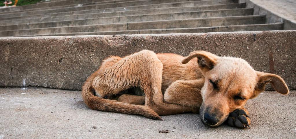 Hungry stray dog