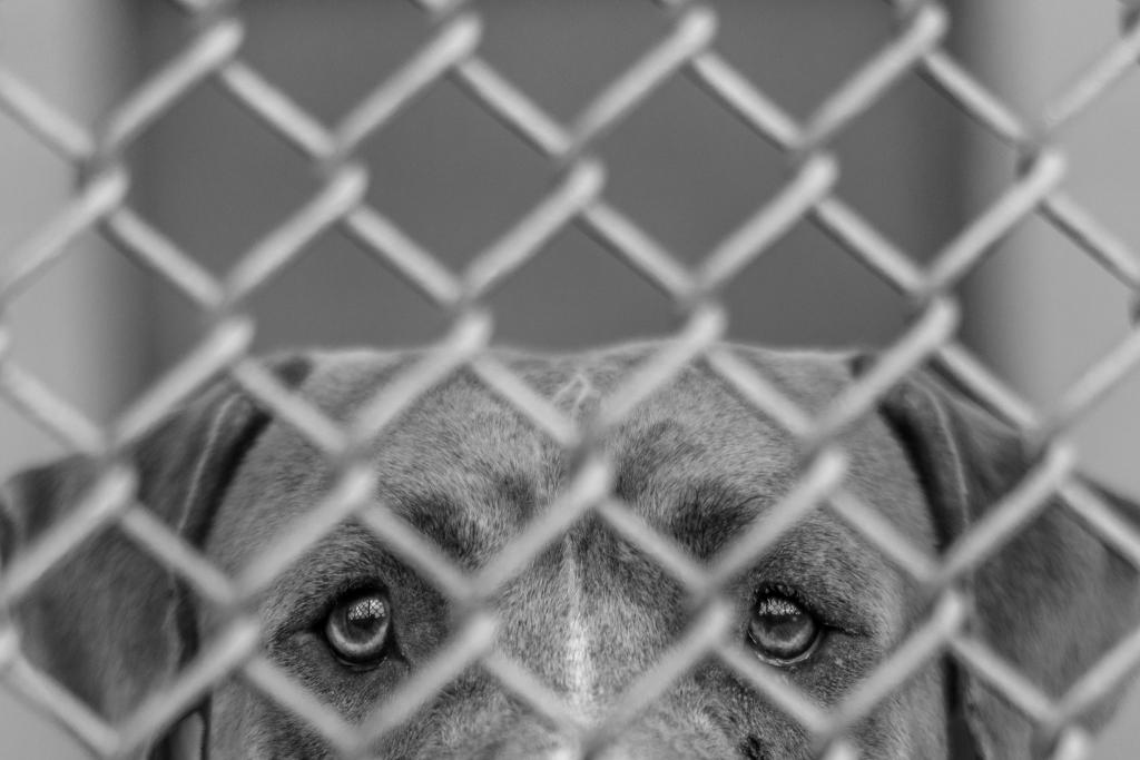 dog from the shelter