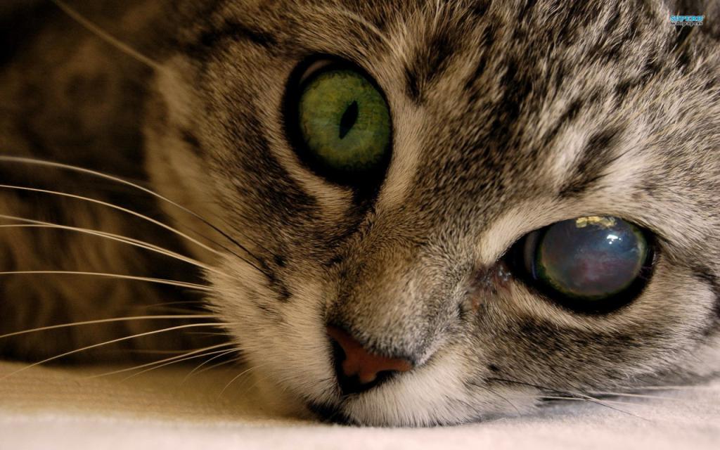 кератит глаз у кошек