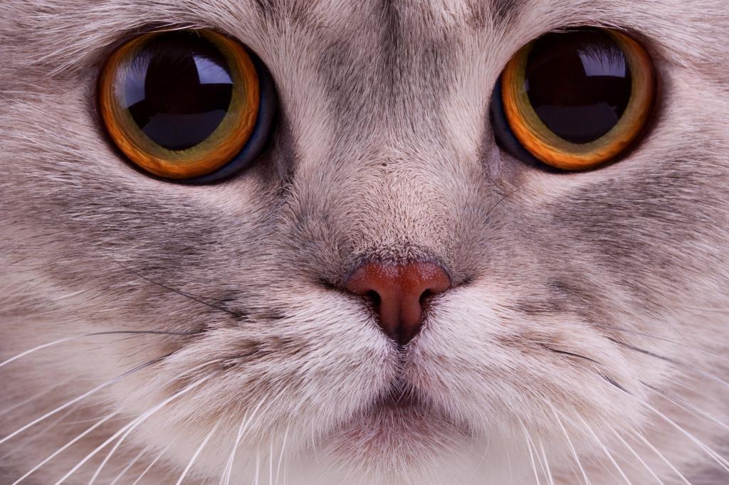здоровые глаза у кошки