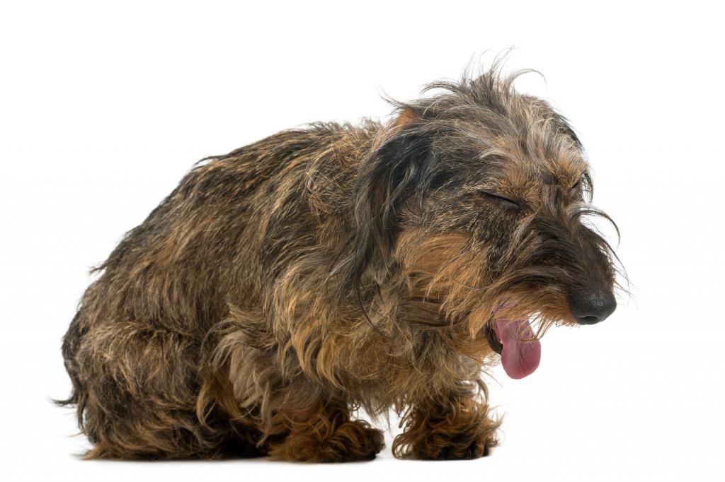 симптомы пневмонии у собак