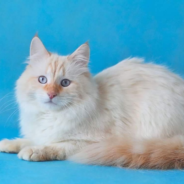 Кошка невская маскарадная фото окраска