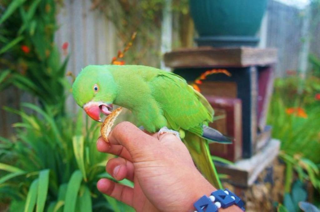 кормить попугая с руки