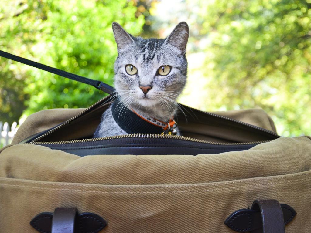 cat in bag