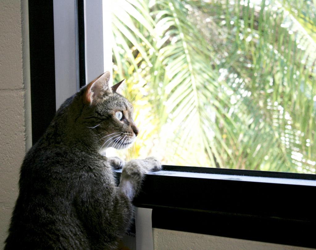 cat looks out the window