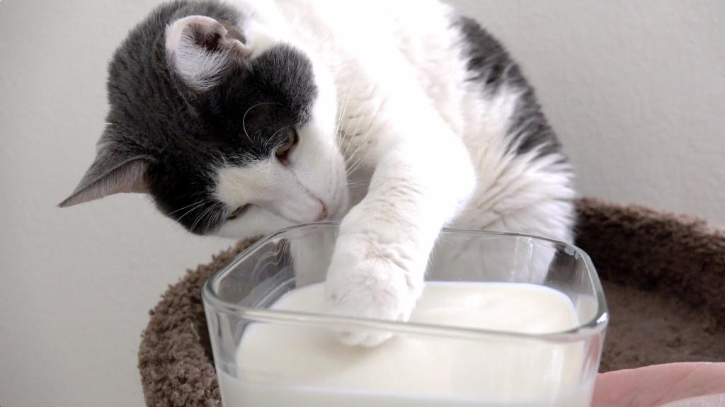 cat drinks milk