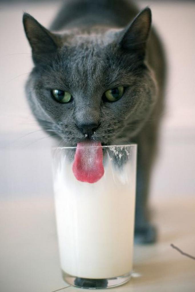 Is it possible to give kefir to a cat?