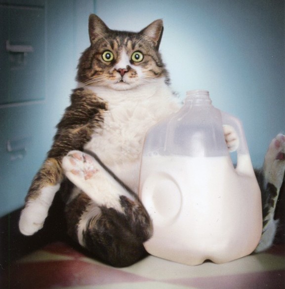 how often can a cat be given kefir