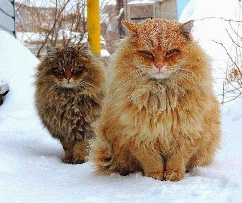 сибирские кошки