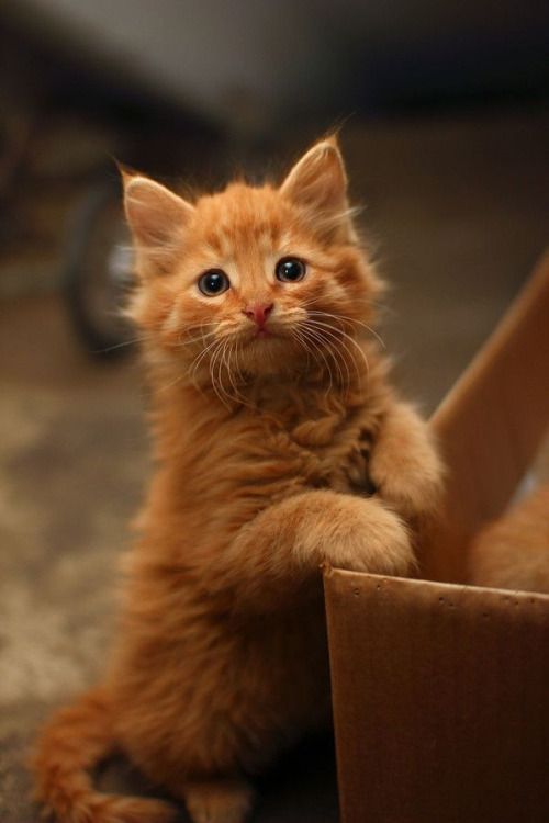котенок сибирской кошки