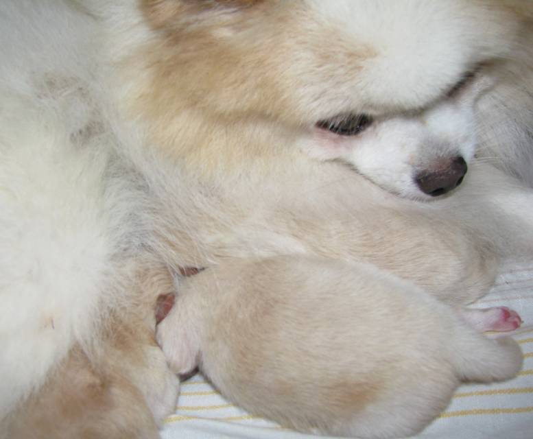 spitz puppies