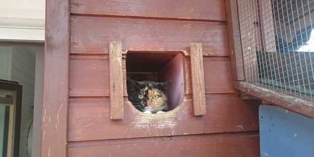 домик для кошки на улице