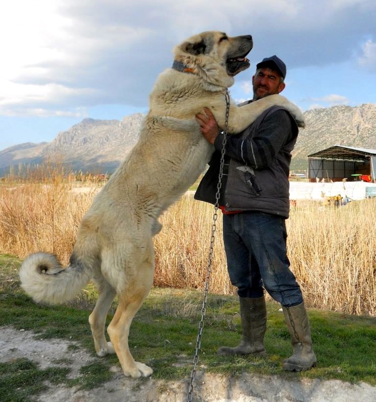 Туркменский волкодав фото чем отличается от алабая