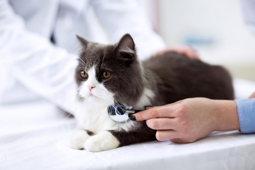 what to do if the cat has a swollen paw