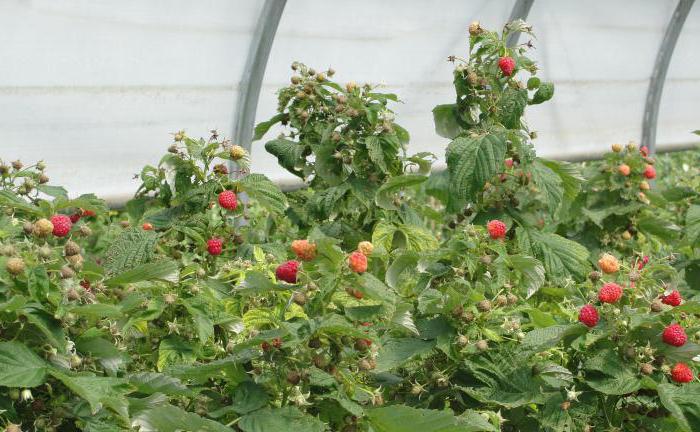 greenhouse smart with a retractable roof Price