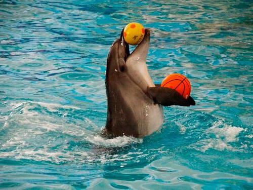 my new saratov dolphinarium