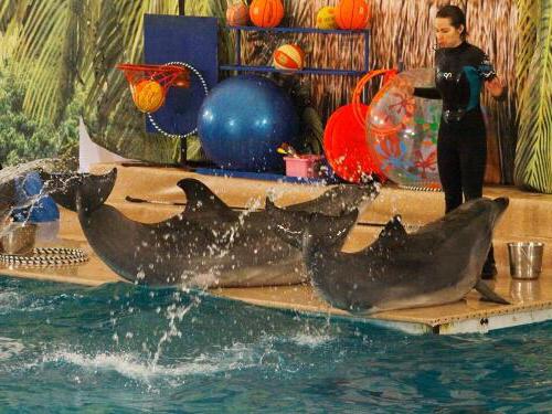 Dolphinarium in Saratov November