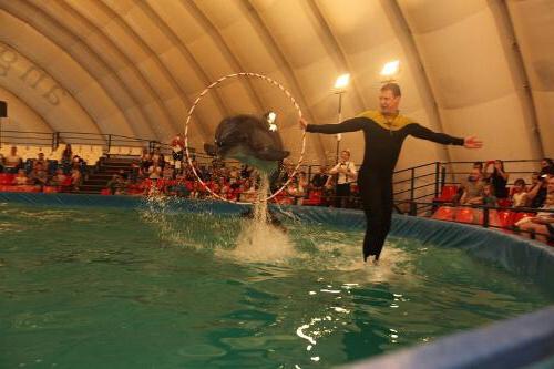 Dolphinarium in Saratov schedule