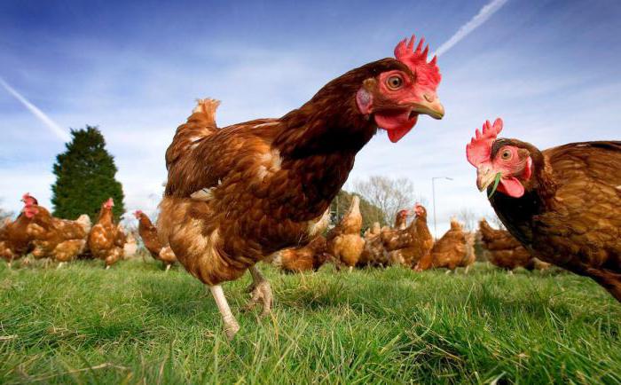 why chickens peck priests to each other