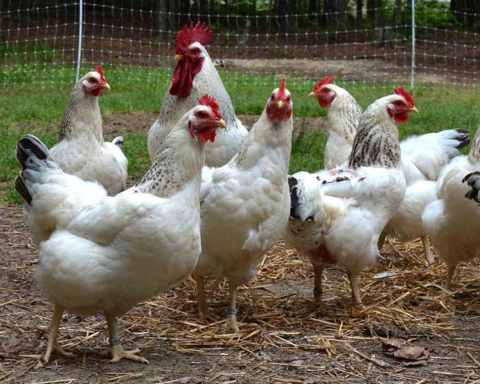 why chickens peck each other's legs