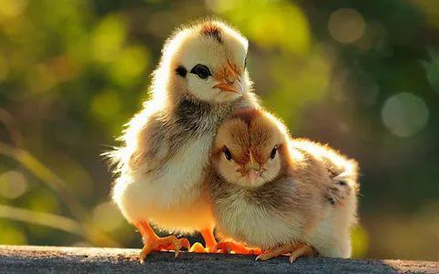 why are laying hens pecking each other