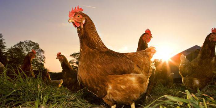 why chickens peck each other up to blood