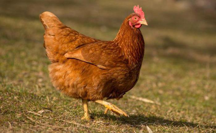 why chickens peck each other in the tail