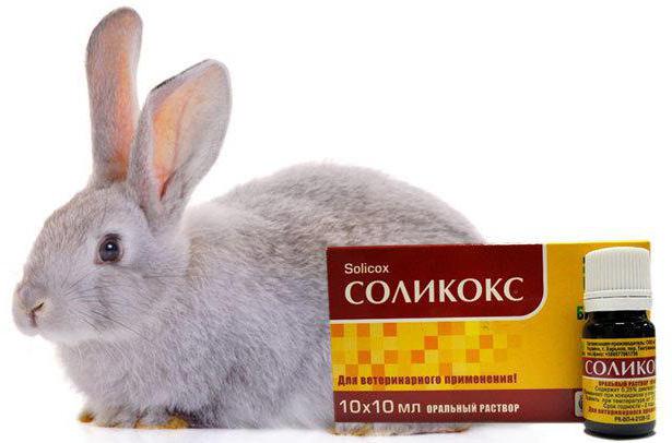 применение соликокса для лечения кроликов