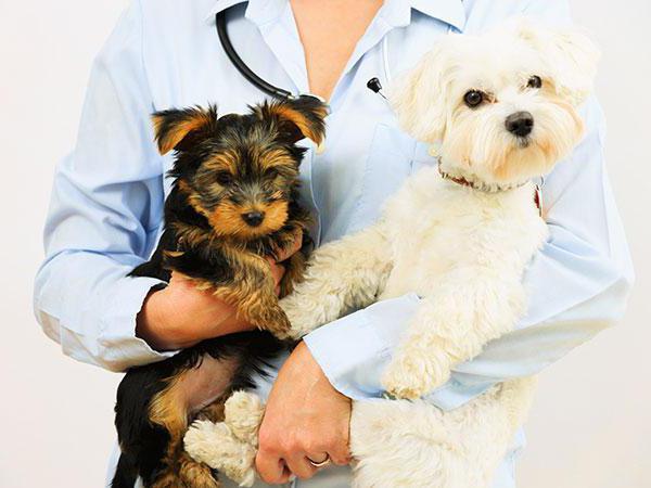 vet clinic veles obninsk reviews