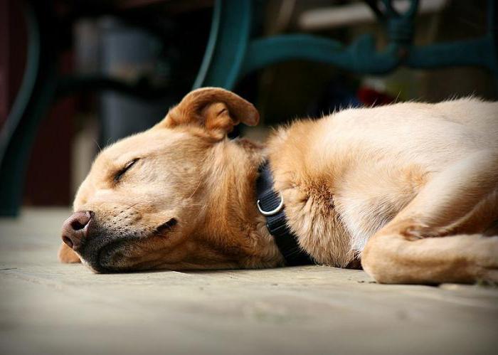 why dogs rub on rotten meat