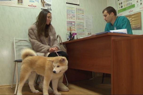 феникс ветеринарная клиника ногинск