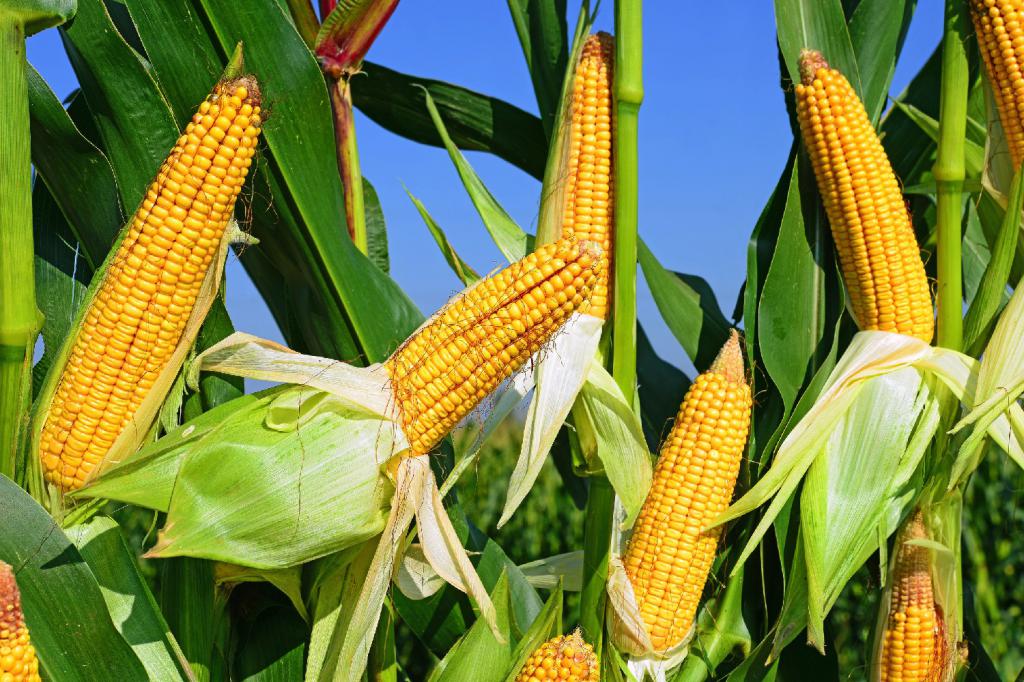 кукуруза в поле