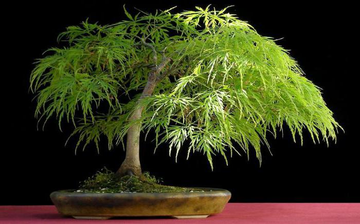 smallest tree in the world photo name