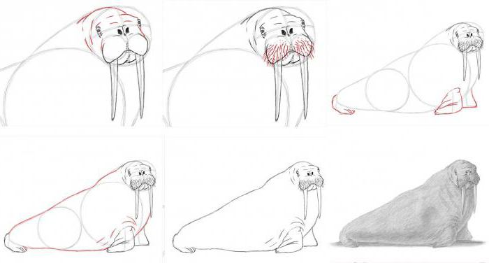  как нарисовать моржа карандашом поэтапно для начинающих