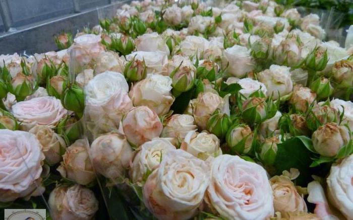 бело-розовые розы
